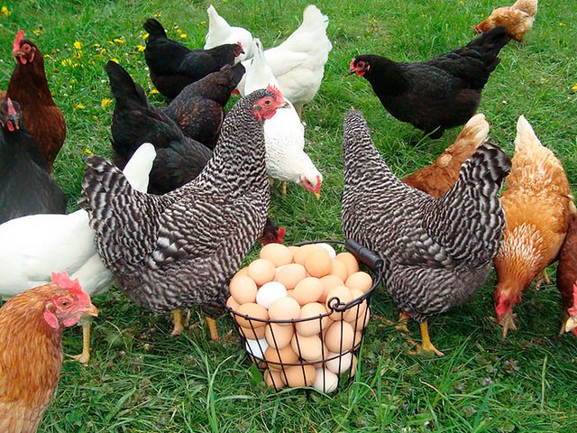 Содержание кур и уход за ними | ЗооТом - продажа, вязка и услуги для животных в Балаково