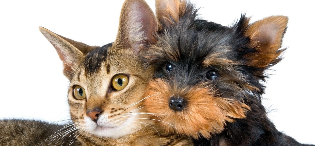 Доска объявлений о животных | ЗооТом - продажа, вязка и услуги для животных в Балаково