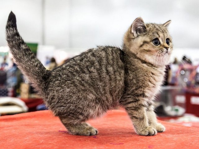 Породы кошек в Балаково | ЗооТом портал о животных
