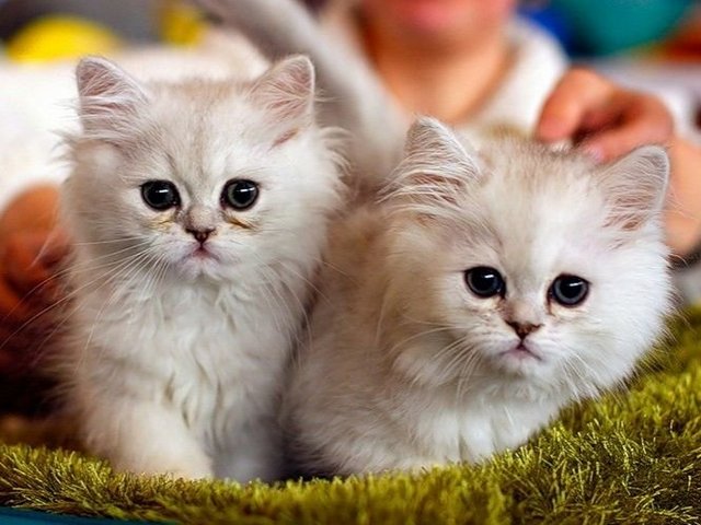 Породы кошек в Балаково | ЗооТом портал о животных