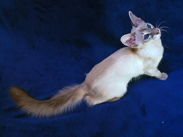 Выведенные породы кошек в Балаково | ЗооТом портал о животных
