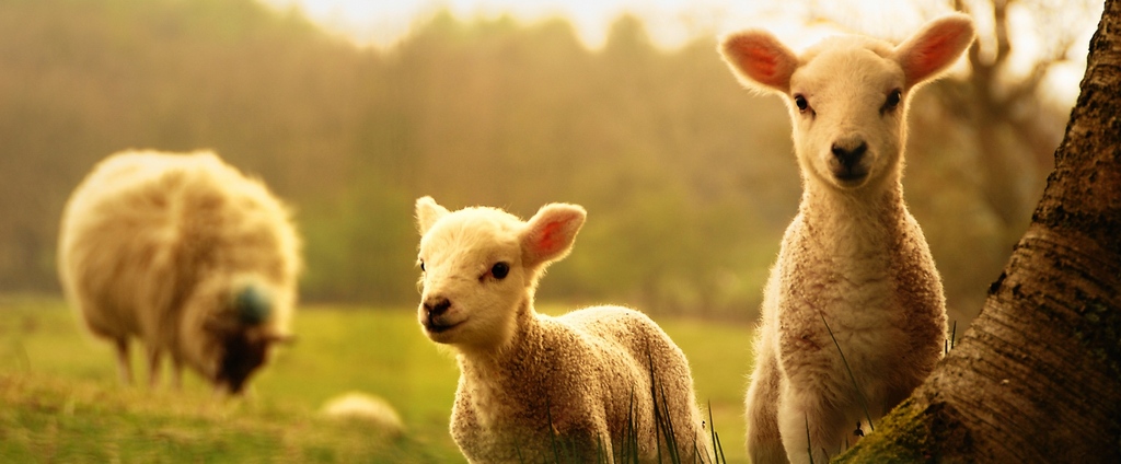 Объявления о сельскохозяйственных животных | ЗооТом - продажа, вязка и услуги для животных в Балаково