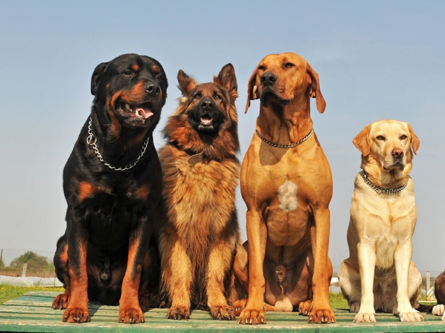 Крупные породы собак в Балаково | ЗооТом портал о животных