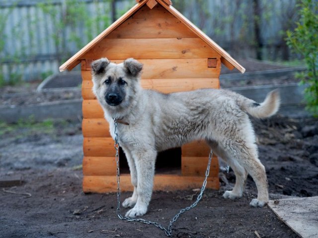 Все о собаках в Балаково Все о собаках в Балаково